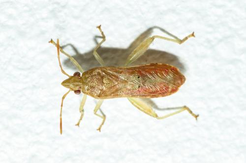 Réf. 247 132 : Daclera punctata